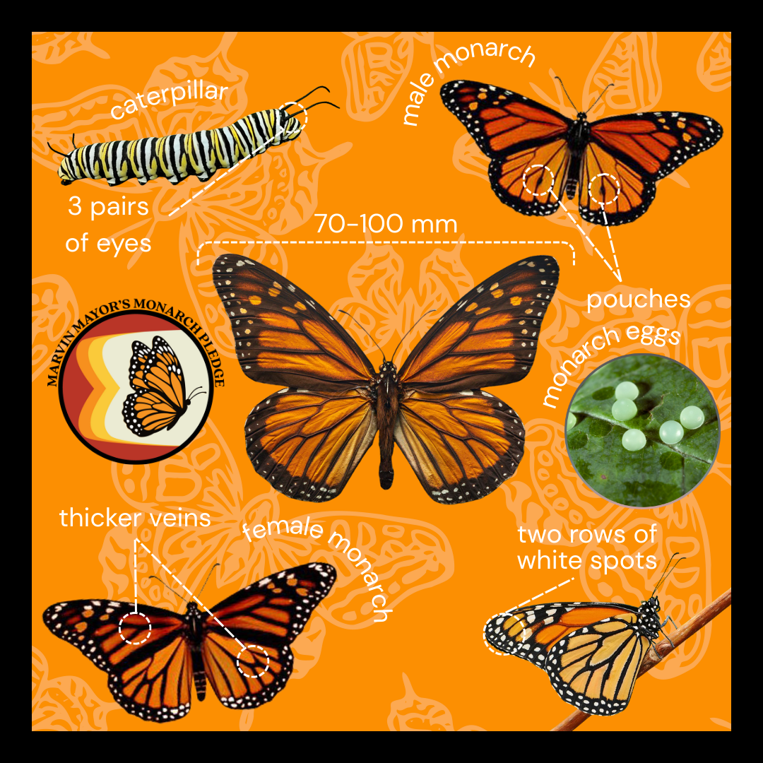 Identifying Monarchs